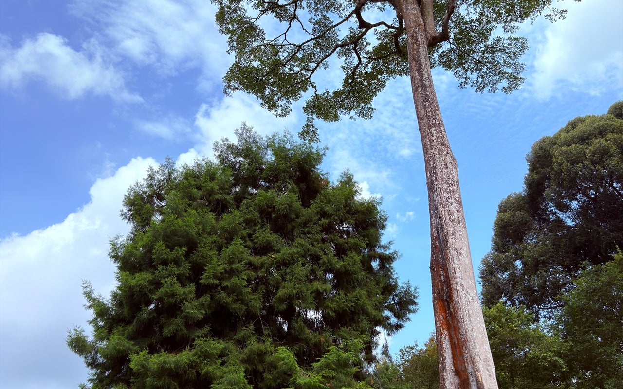 Singapore Botanic Gardens