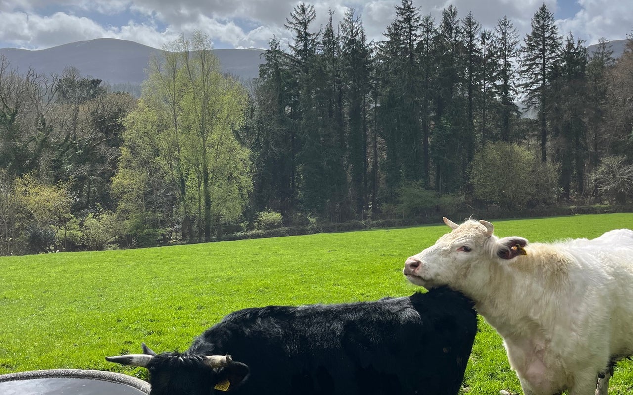 Muckross Traditional Farms
