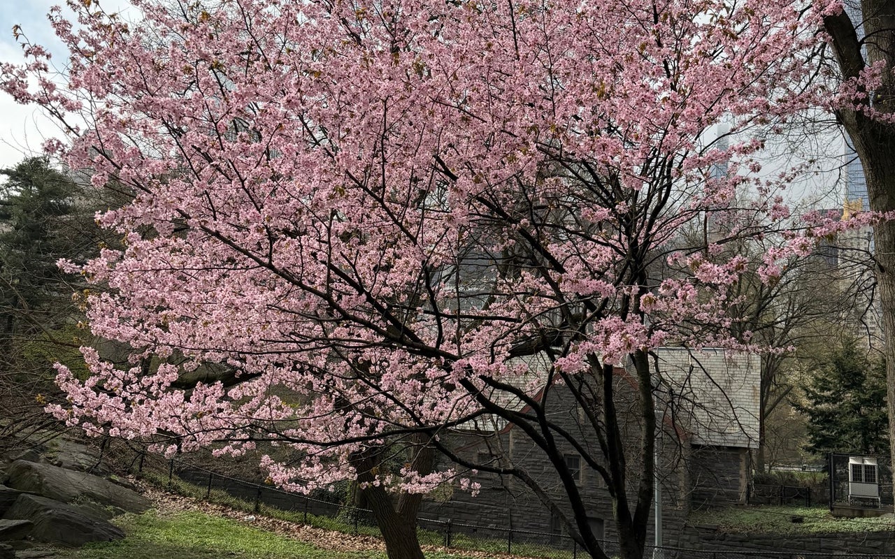 Central Park