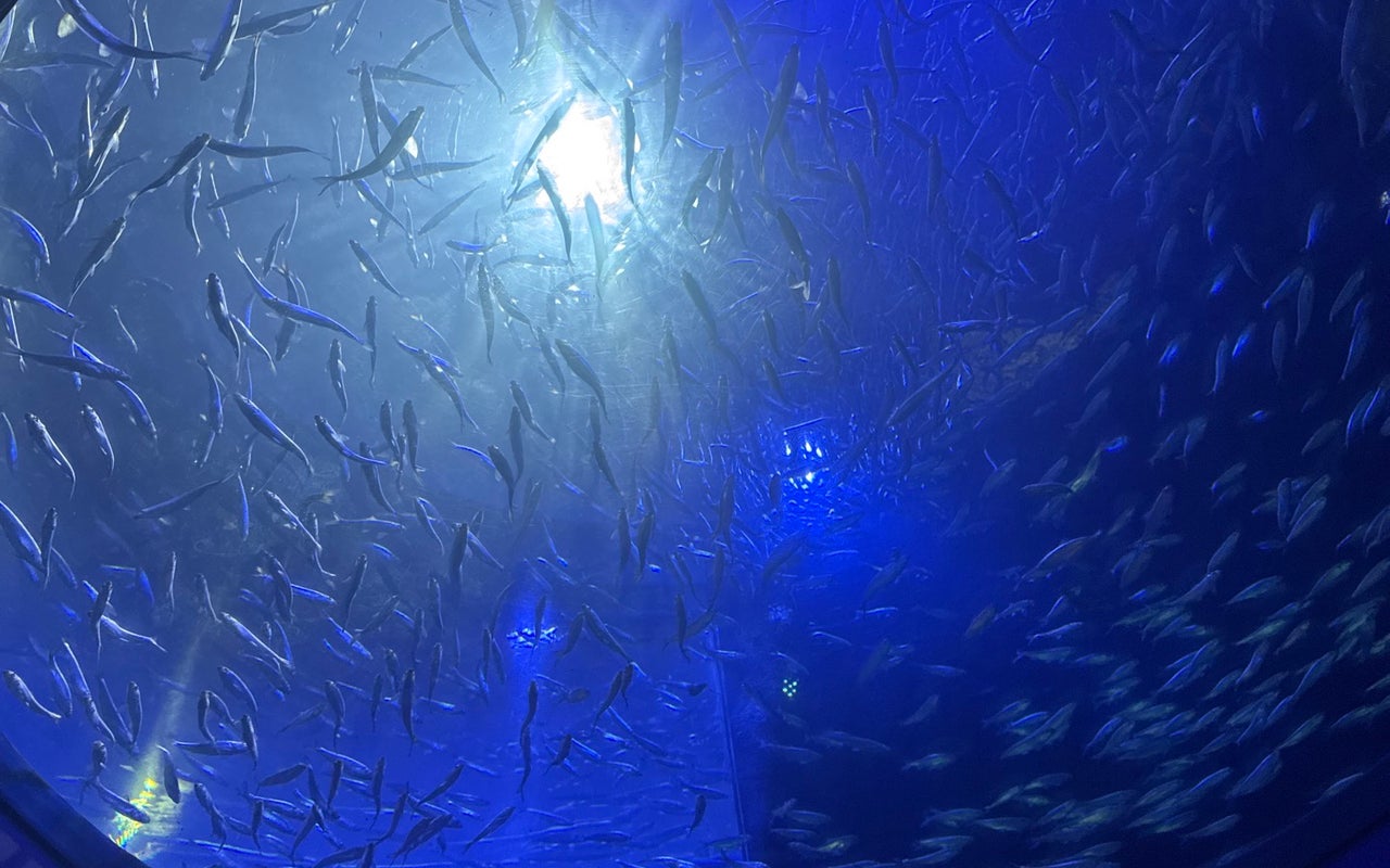 Ripley's Aquarium of Canada