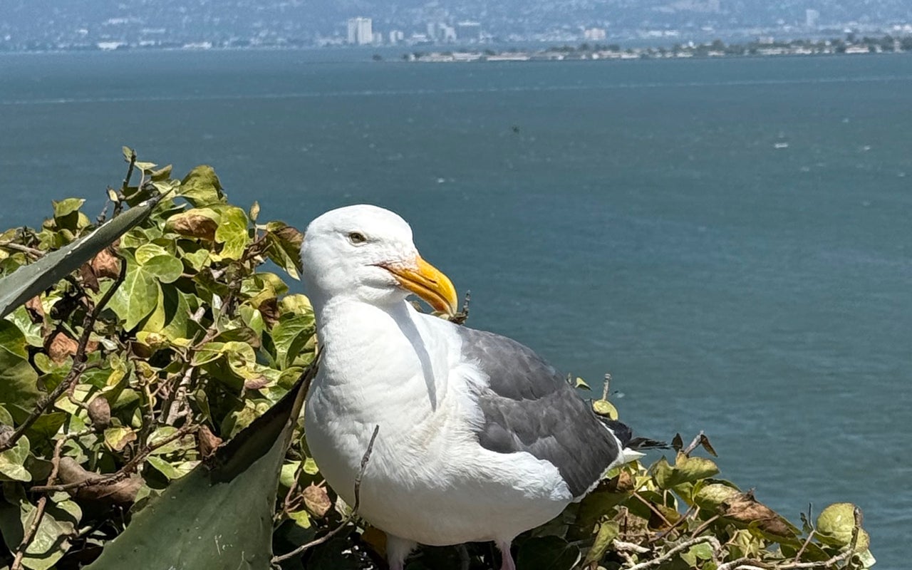 Alcatraz Island