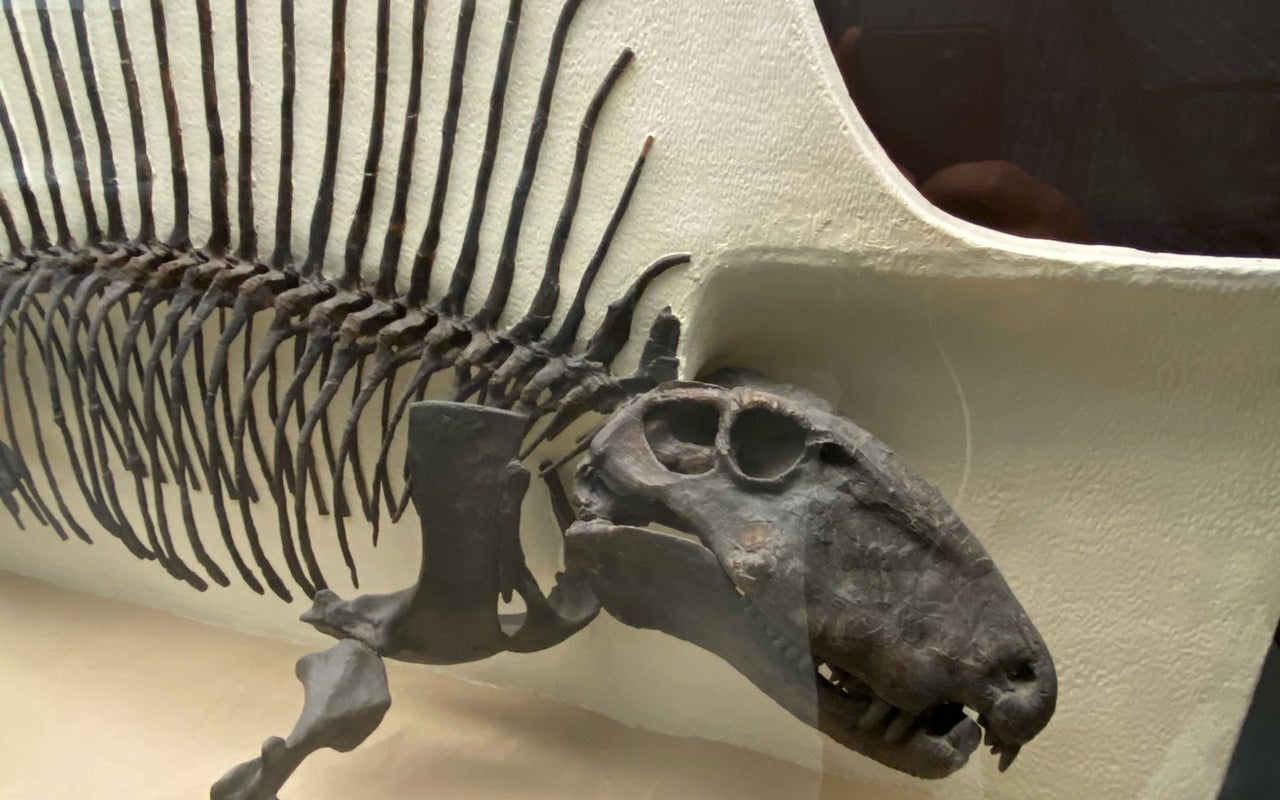 Museo Civico di Storia Naturale