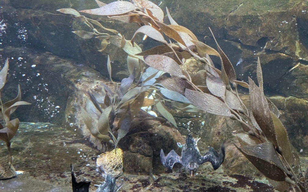 Monterey Bay Aquarium