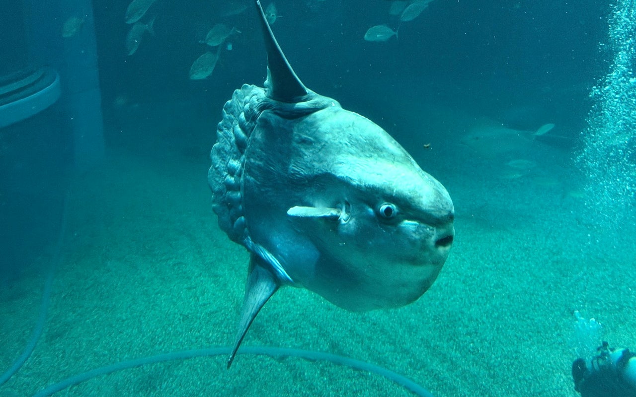 Osaka Aquarium Kaiyukan (海遊館)