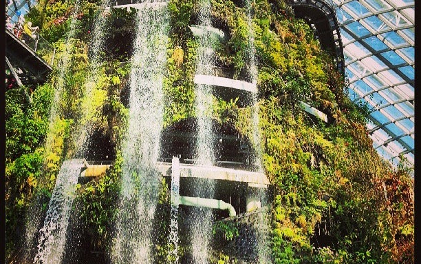 The Rain Forest