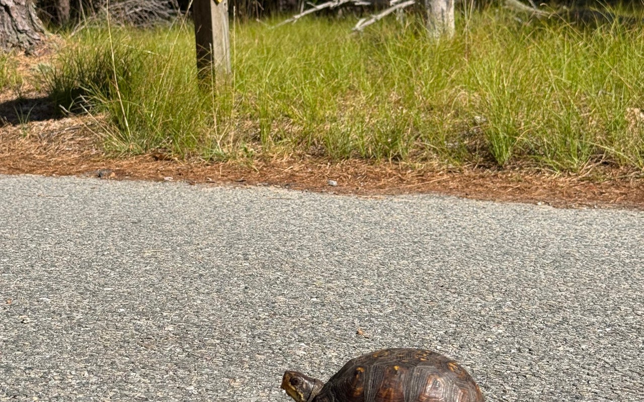 Mass Audubon Wellfleet Bay Wildlife Sanctuary