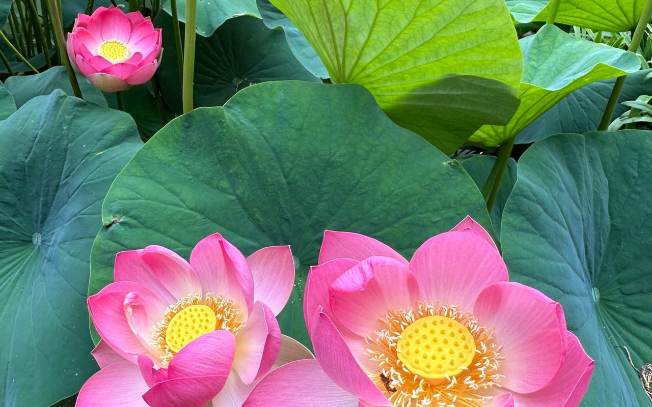 Ganna Walska Lotusland