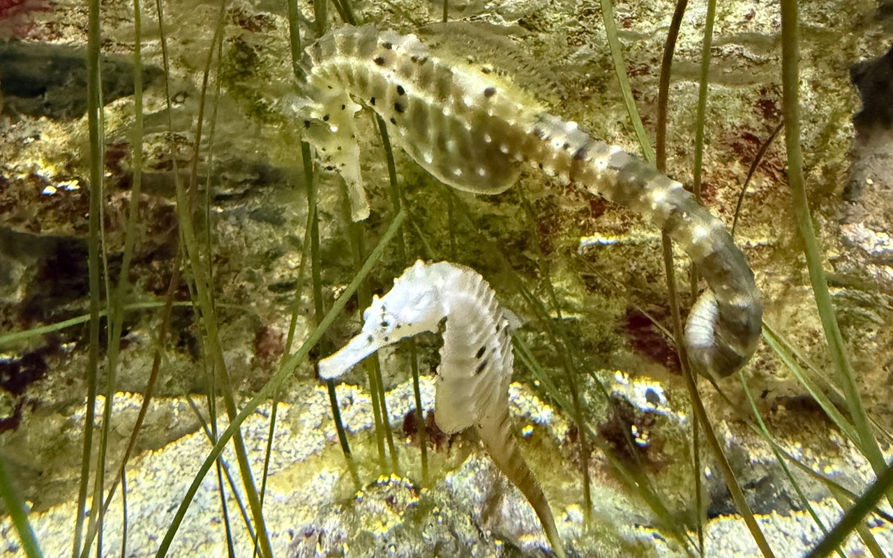 Atlantaquaria