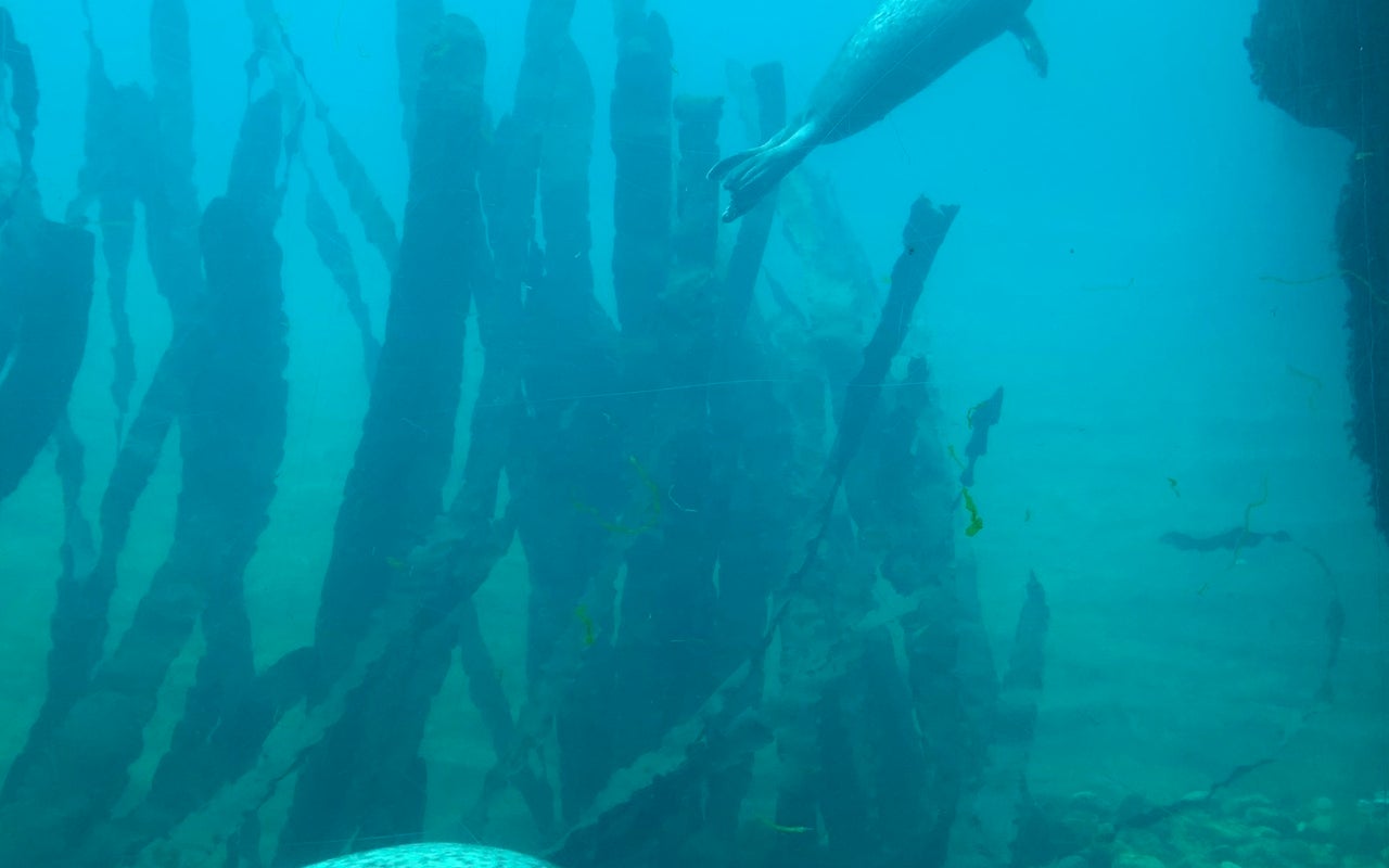 Delfinari de l'Oceanogràfic