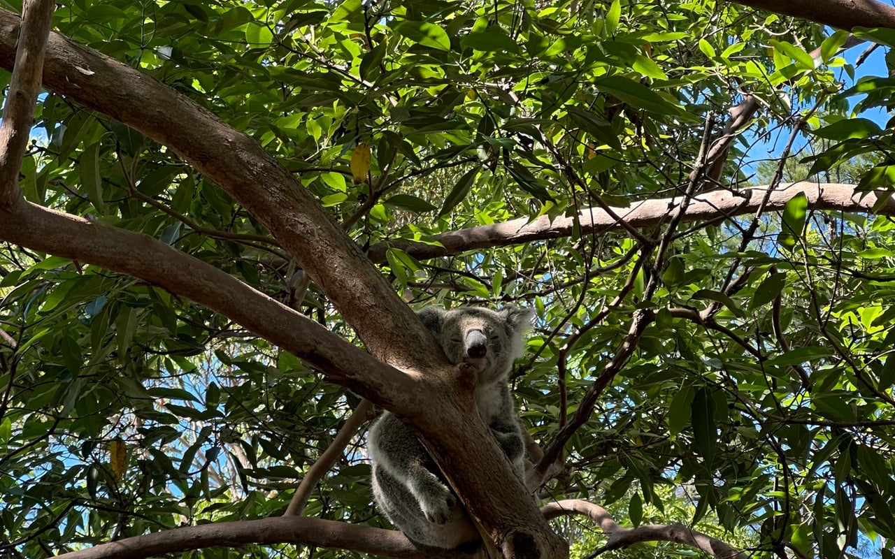 Taronga Zoo