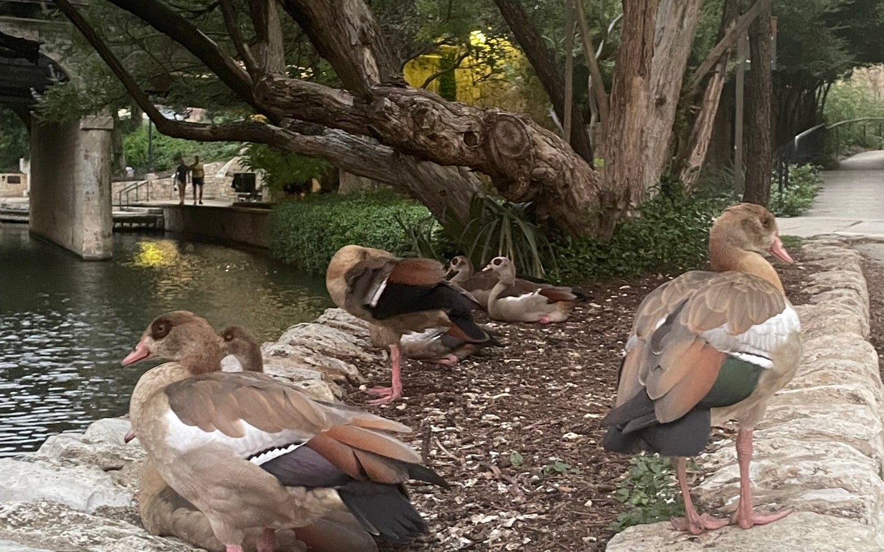 The San Antonio River Walk