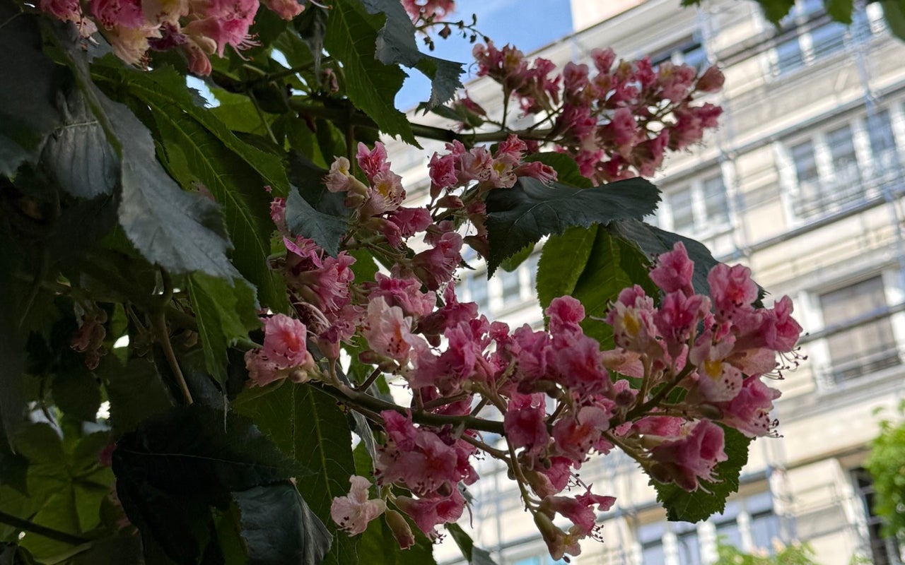 Vitosha Boulevard (бул. Витоша)