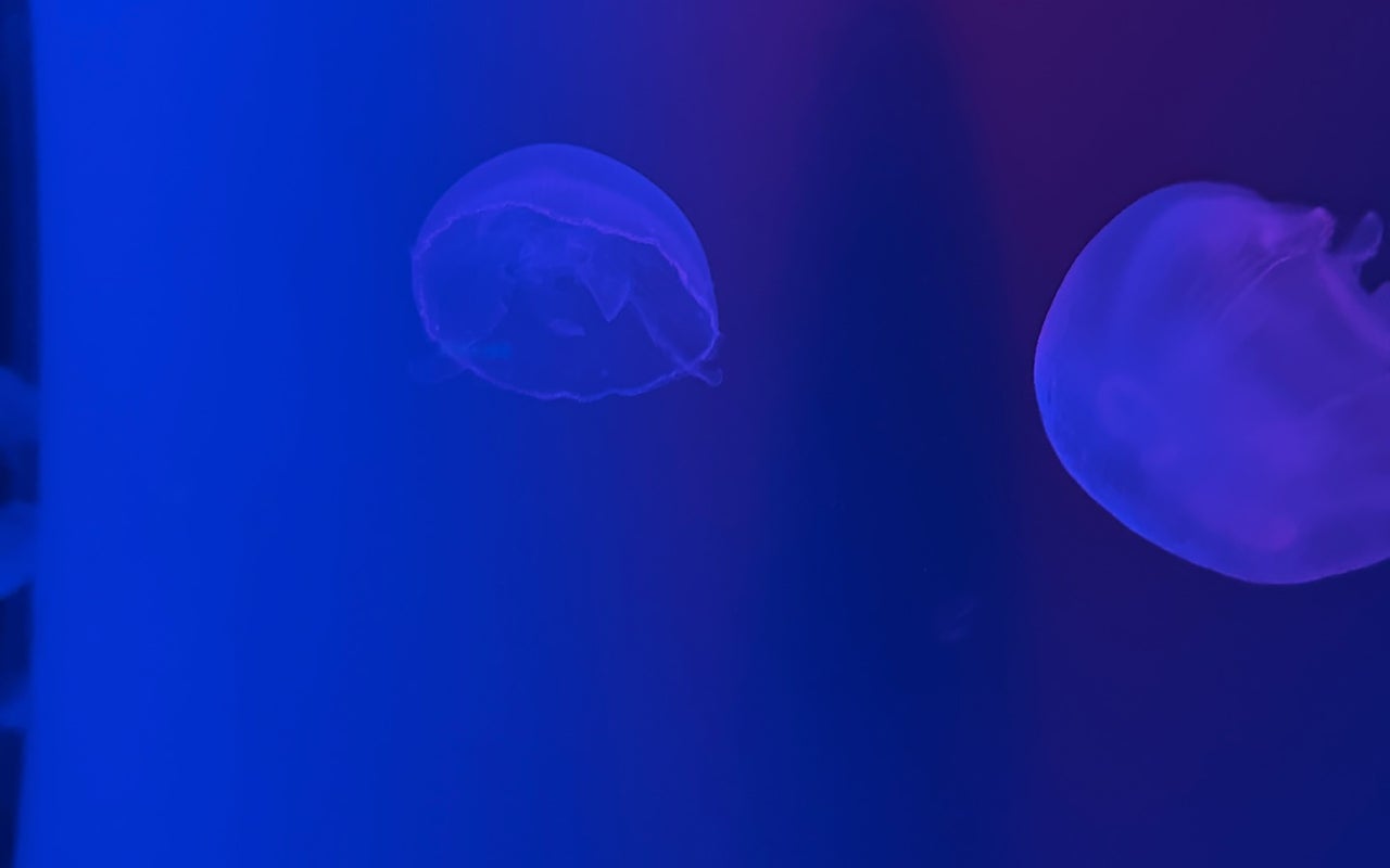 Ripley's Aquarium of Canada