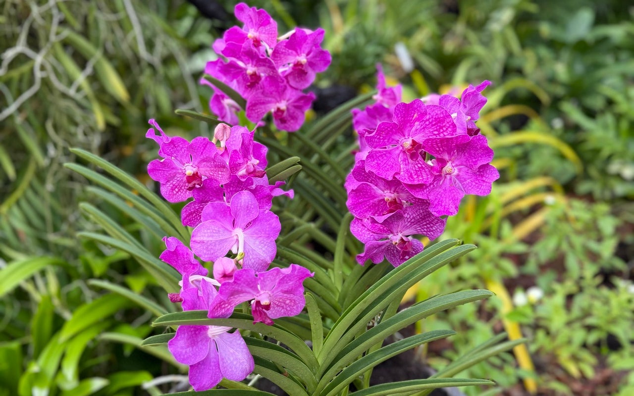 National Orchid Garden