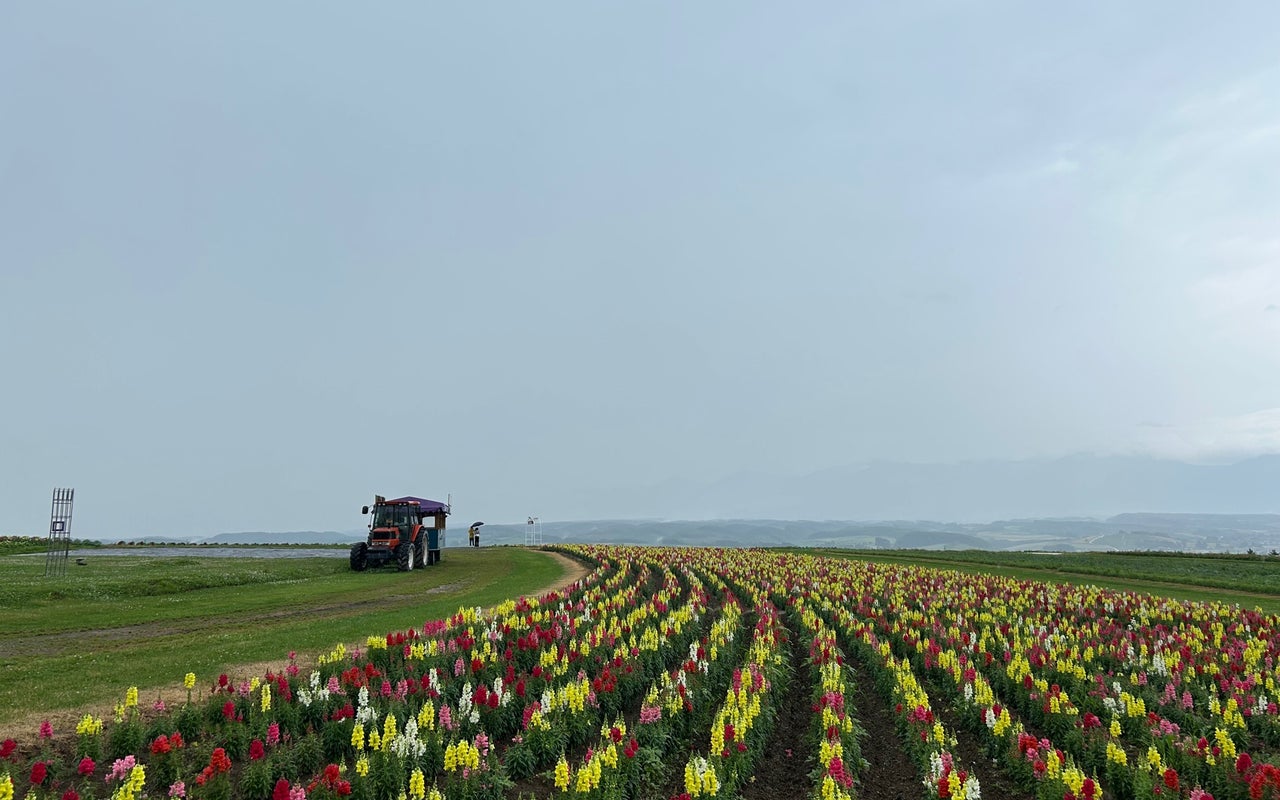 Farm Tomita (フラワーランド)