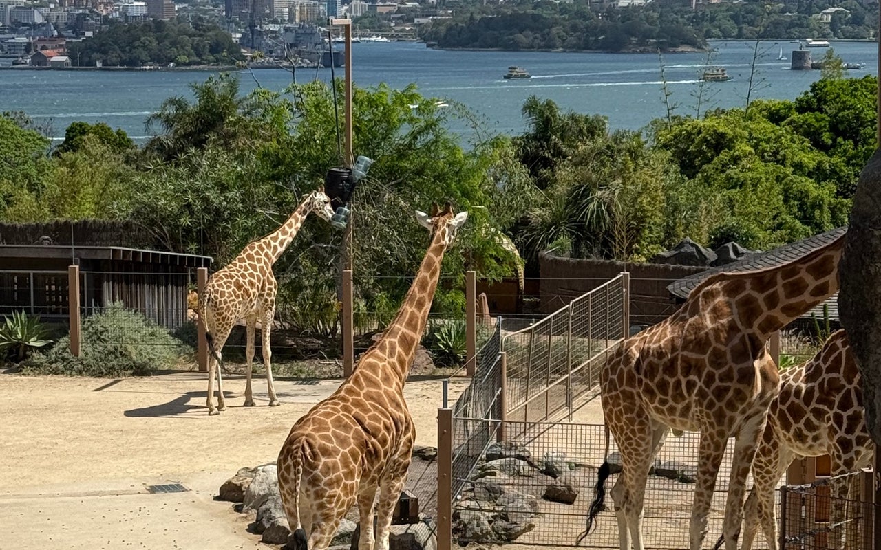 Taronga Zoo