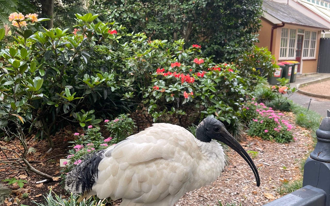 Royal Botanic Garden