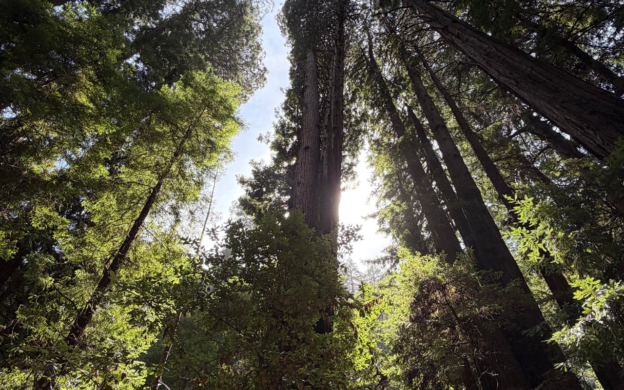 Muir Woods National Monument