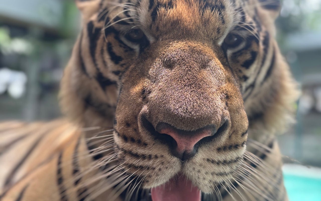 Tiger Park Pattaya