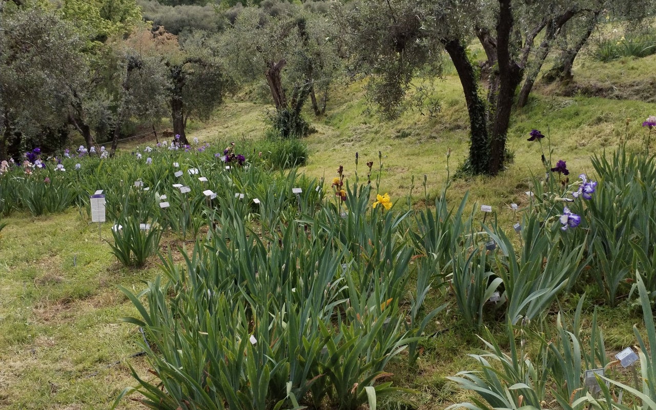 Giardino dell'Iris
