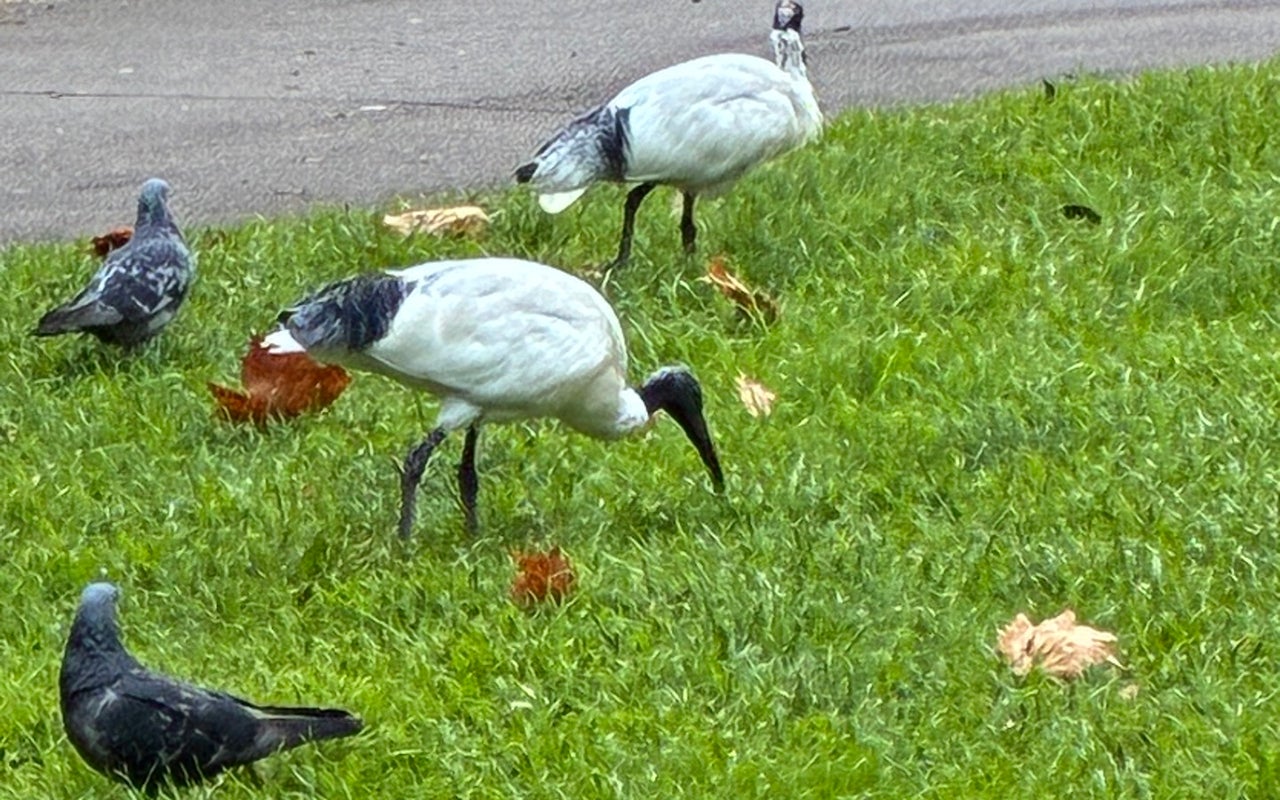 Wynyard Park