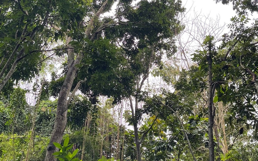 Sacred Monkey Forest Sanctuary