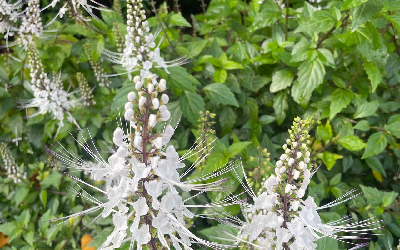 Royal Botanic Garden