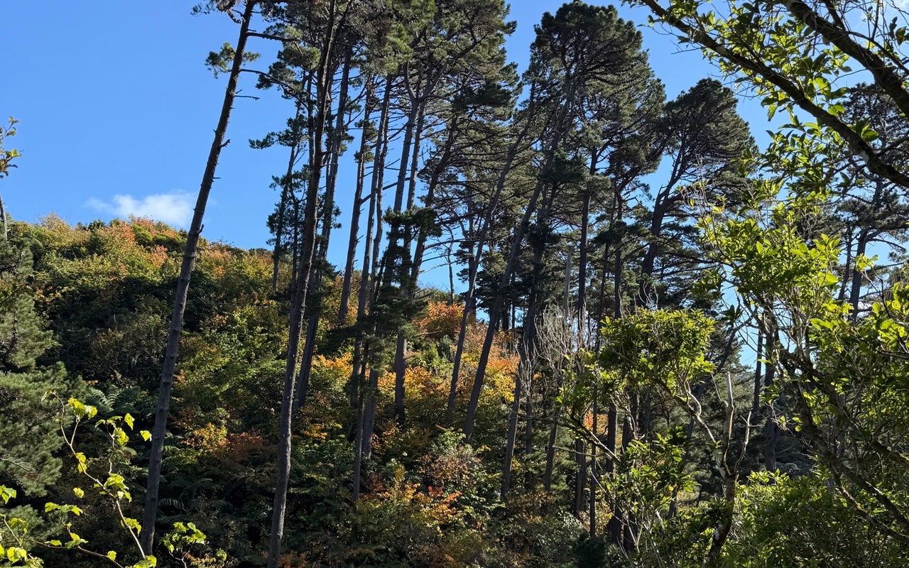 Waimapihi Reserve