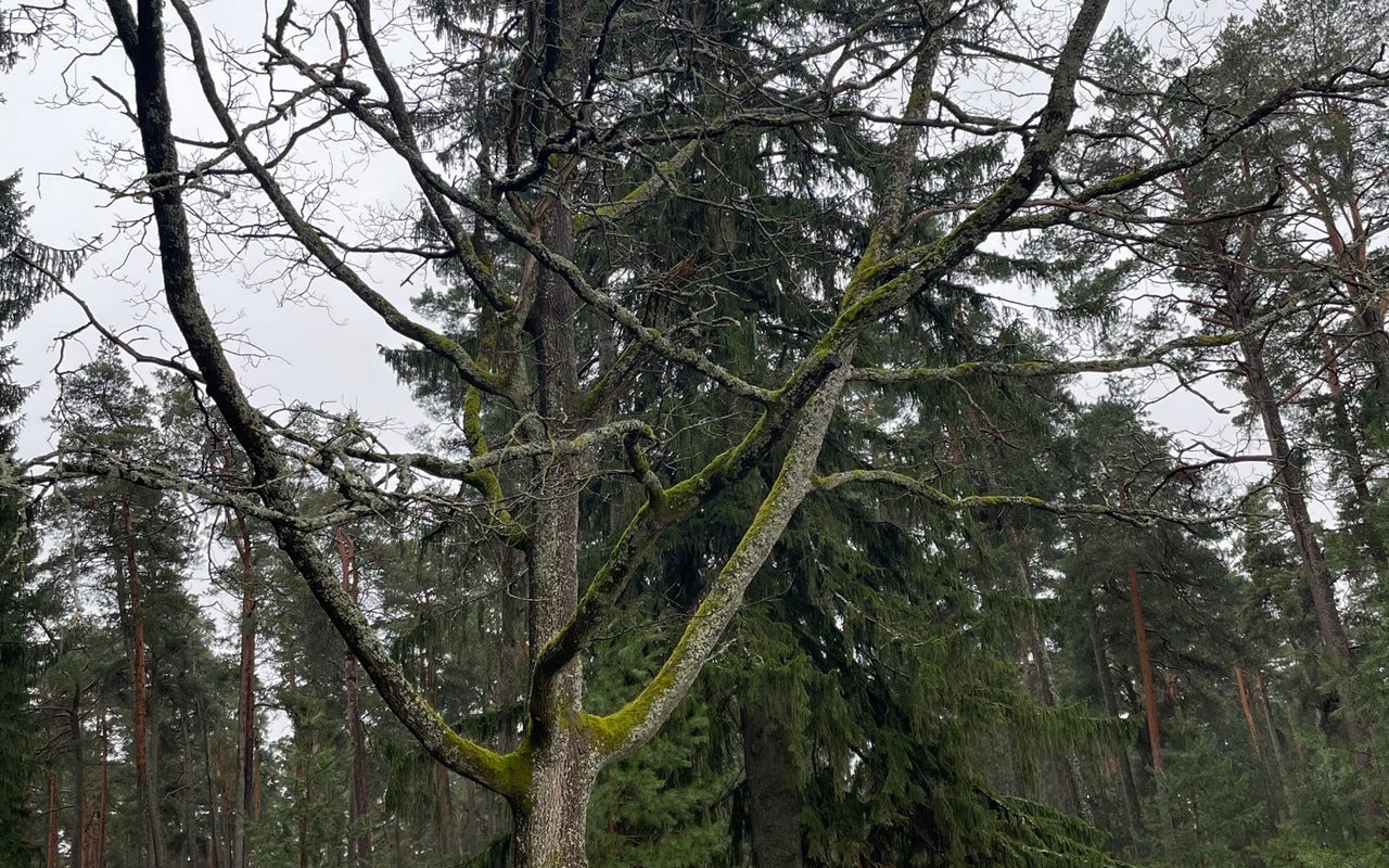 Skogskyrkogården