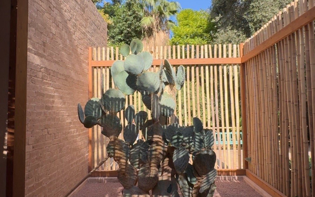 Majorelle Gardens (حديقة ماجوريل)