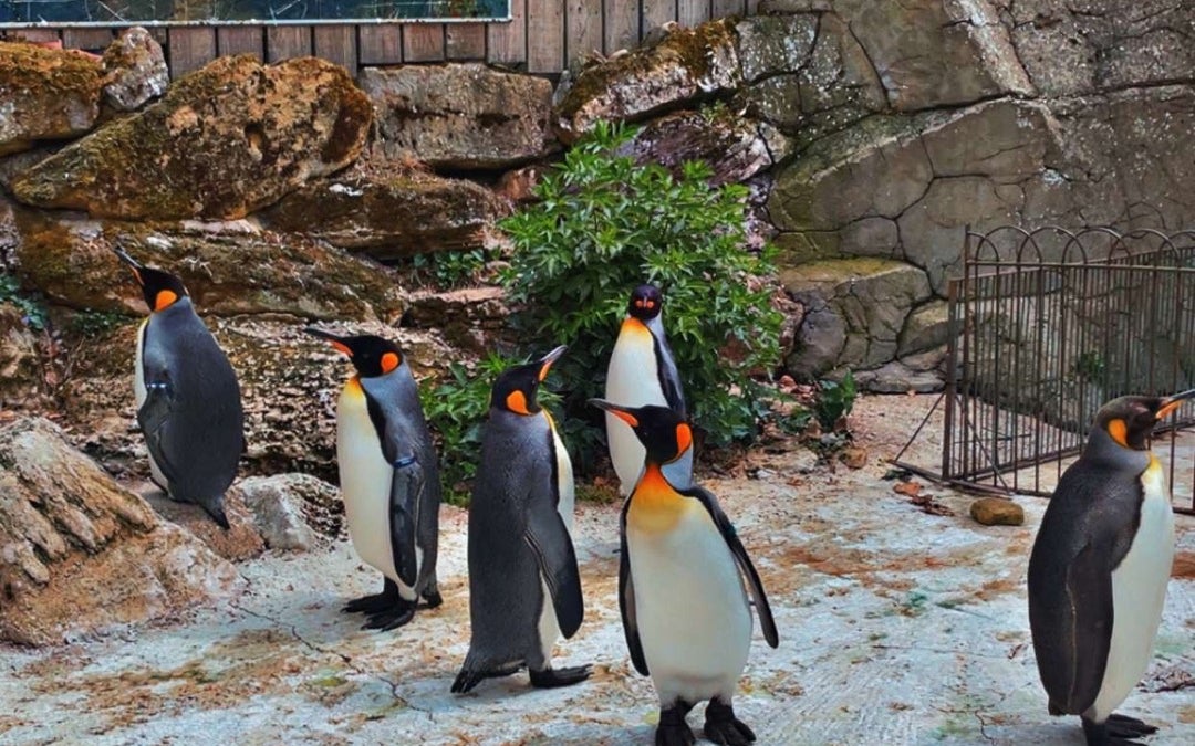 Birdland