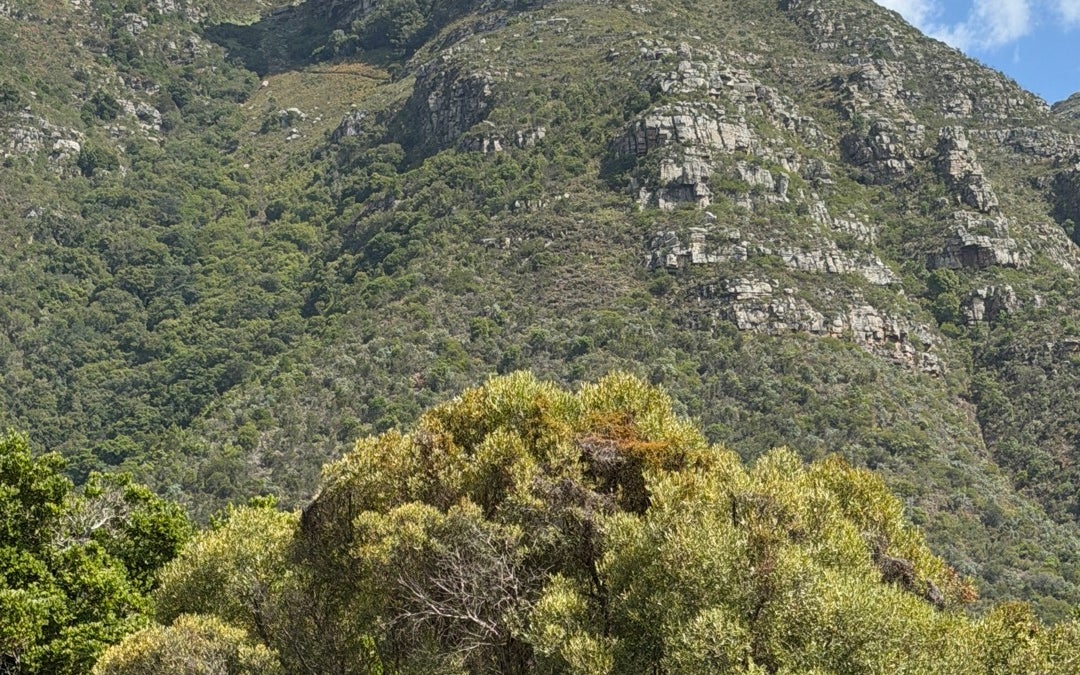 Kirstenbosch Botanical Gardens