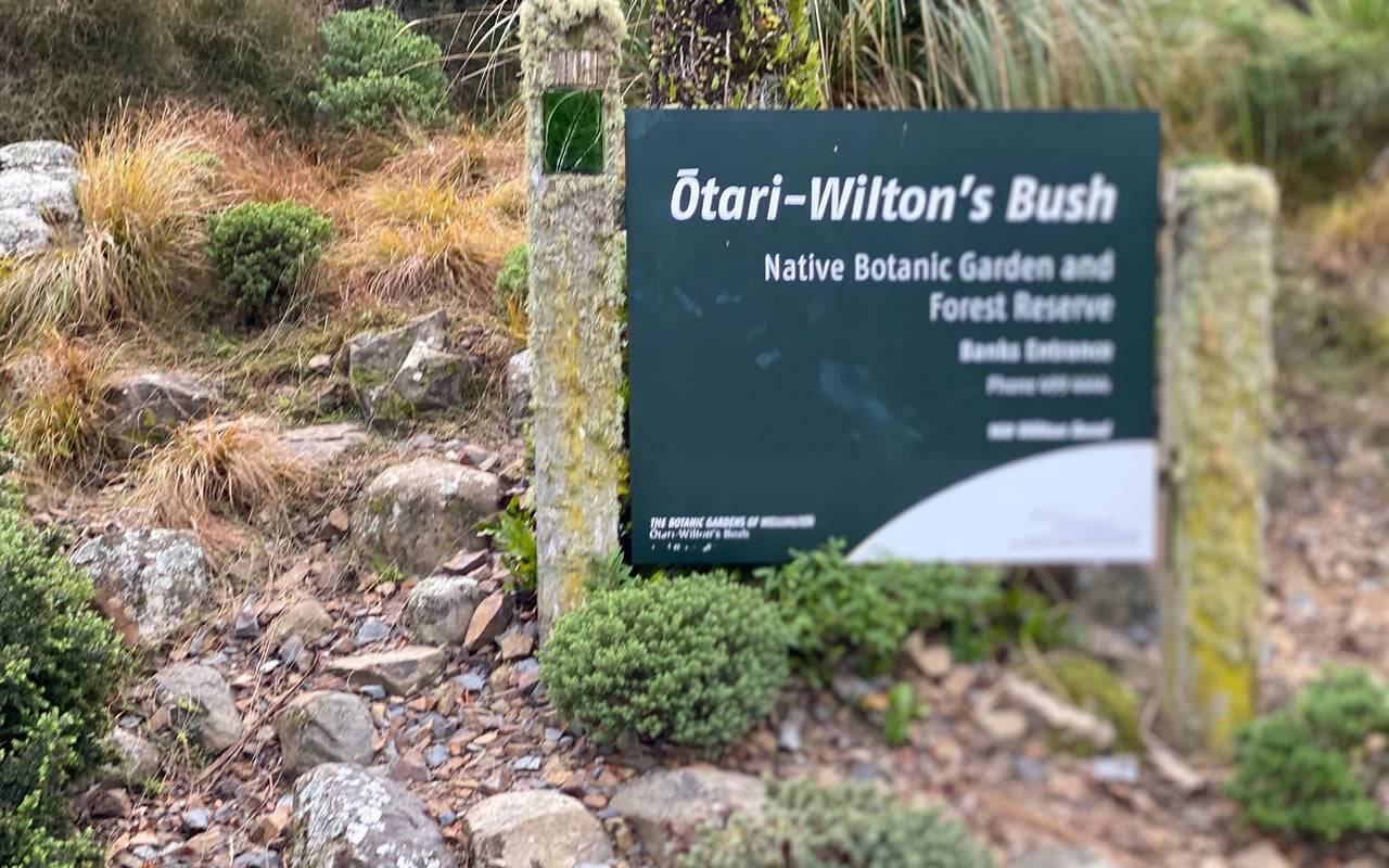 Otari-Wilton's Bush