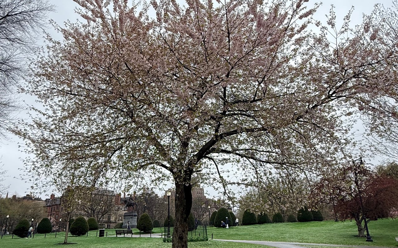 Boston Public Garden