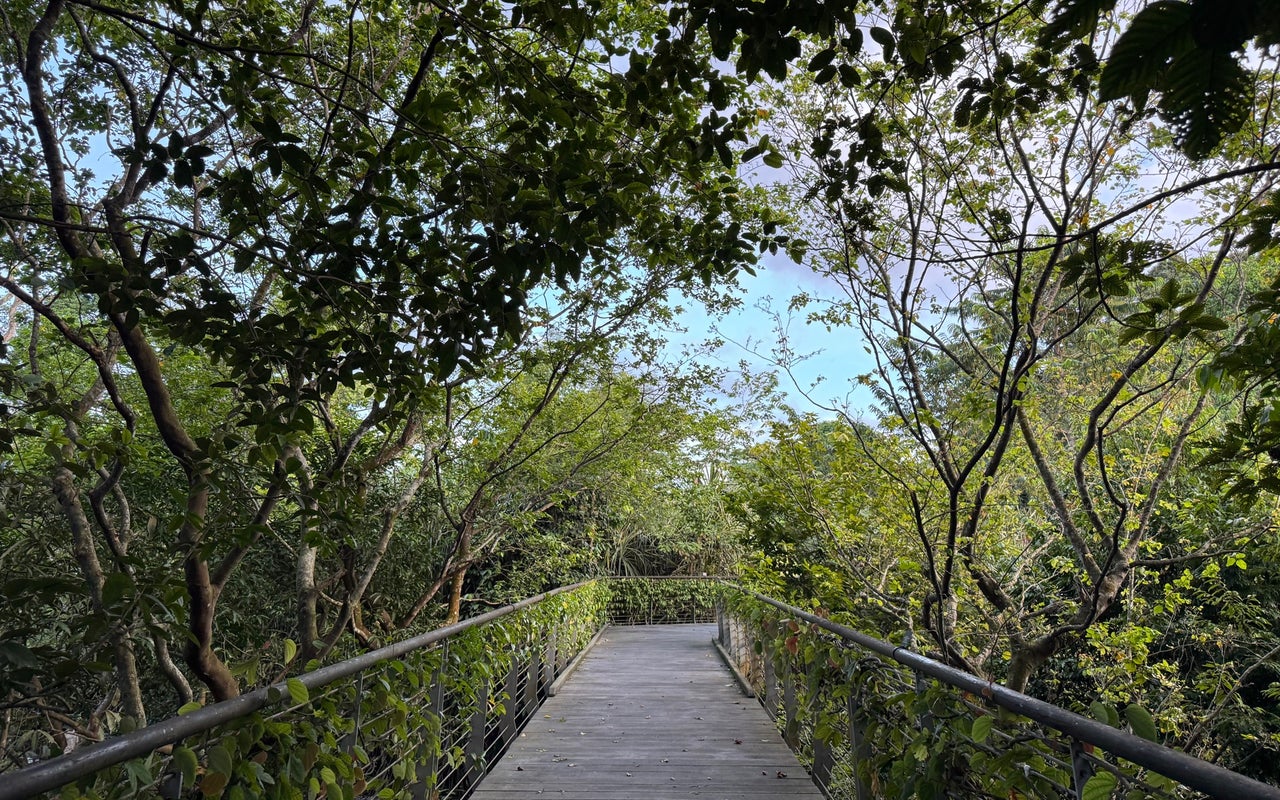 Learning Forest