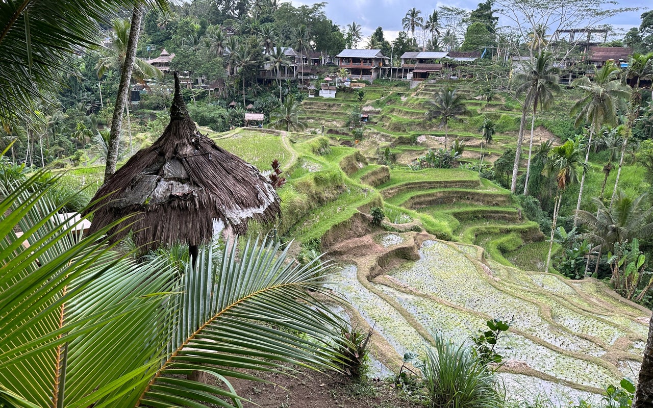 Tegallalang Rice Terraces