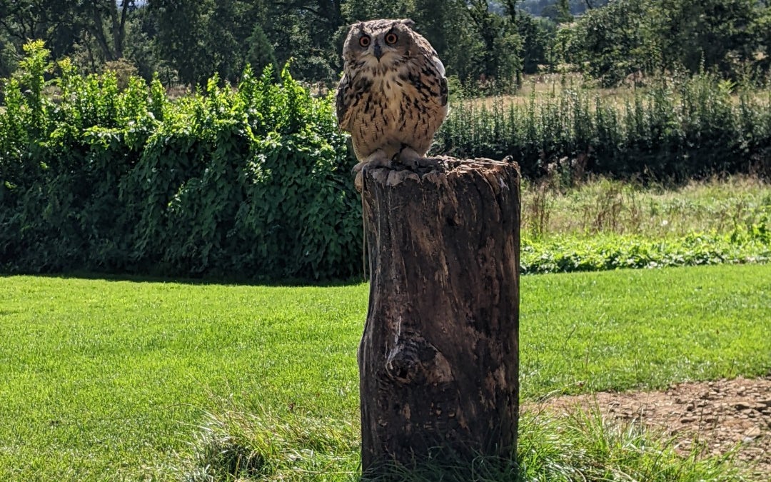 Cotswold Falconry Centre