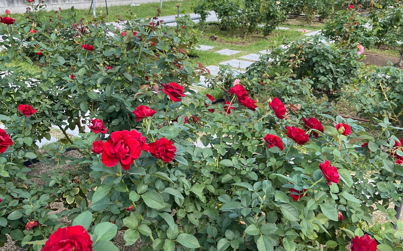 Nakanoshima Rose Garden (中之島バラ園)