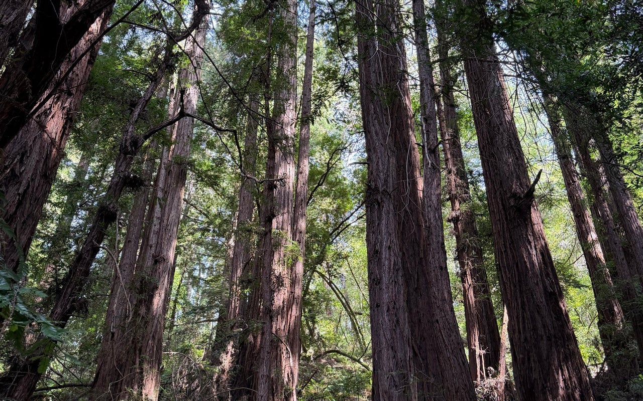 Muir Woods National Monument