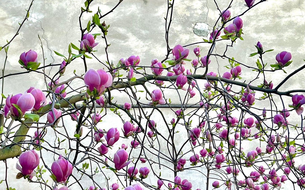 Jardin Anne Frank