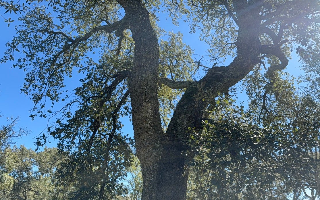 Cromeleque dos Almendres