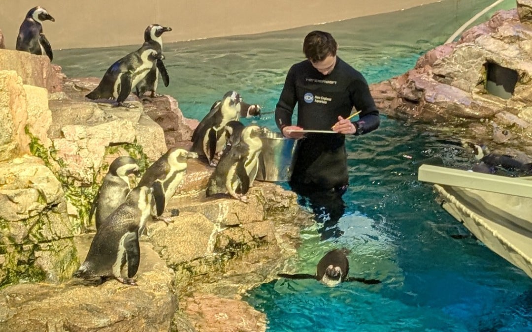 New England Aquarium Atlantic Harbor Seals Exhibit