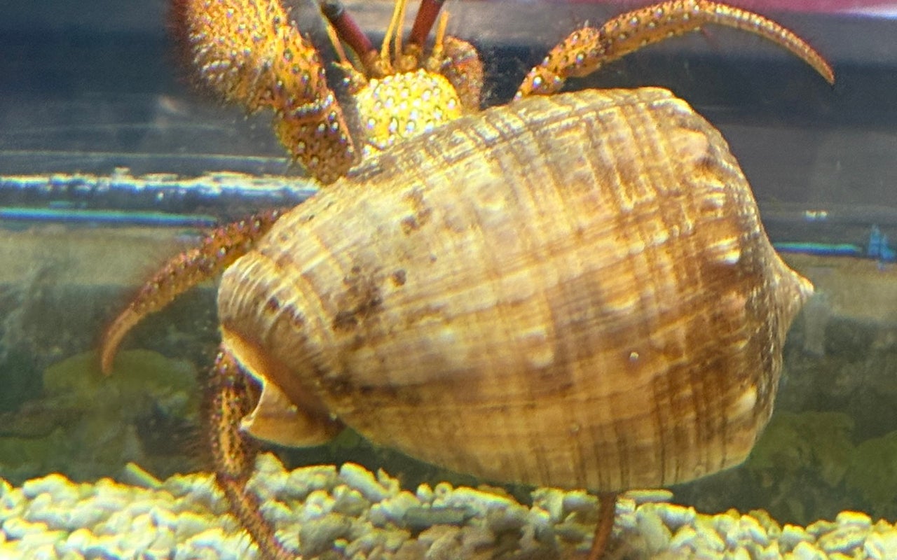 Oceanarium, The Bournemouth Aquarium
