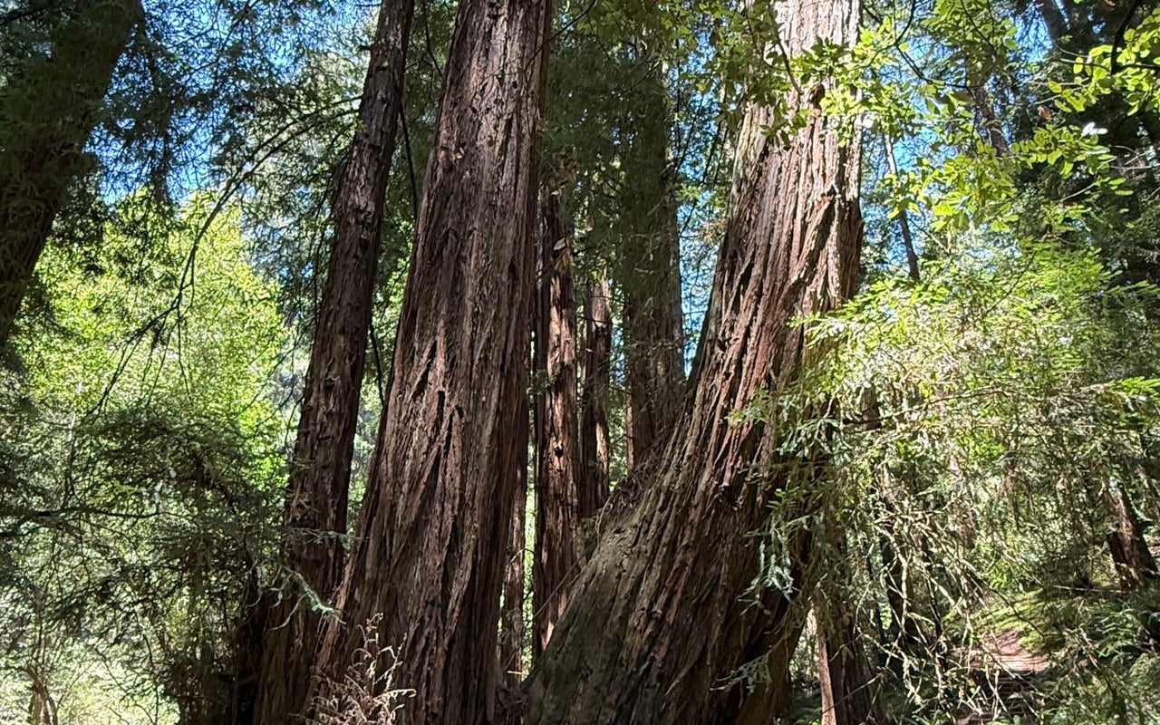 Muir Woods National Monument