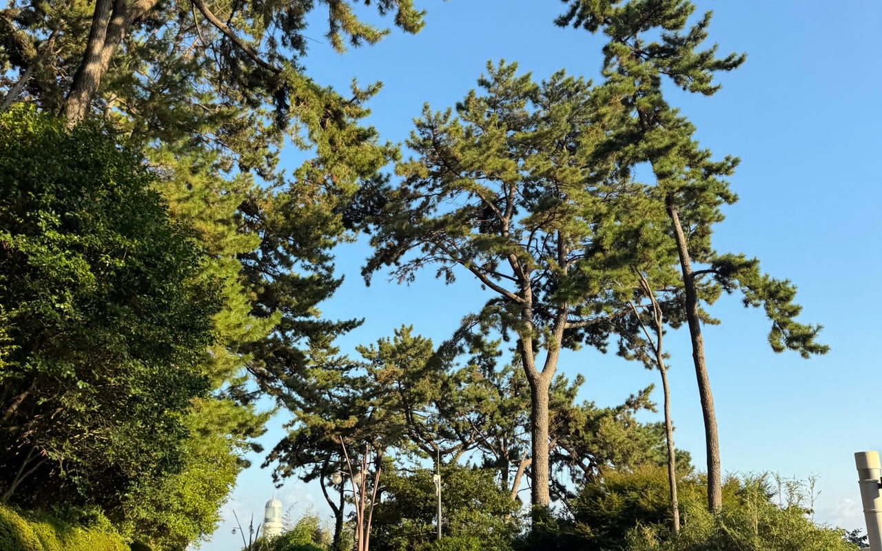 8-Hour Haeundae Walk: Sea Views & History Meets Food