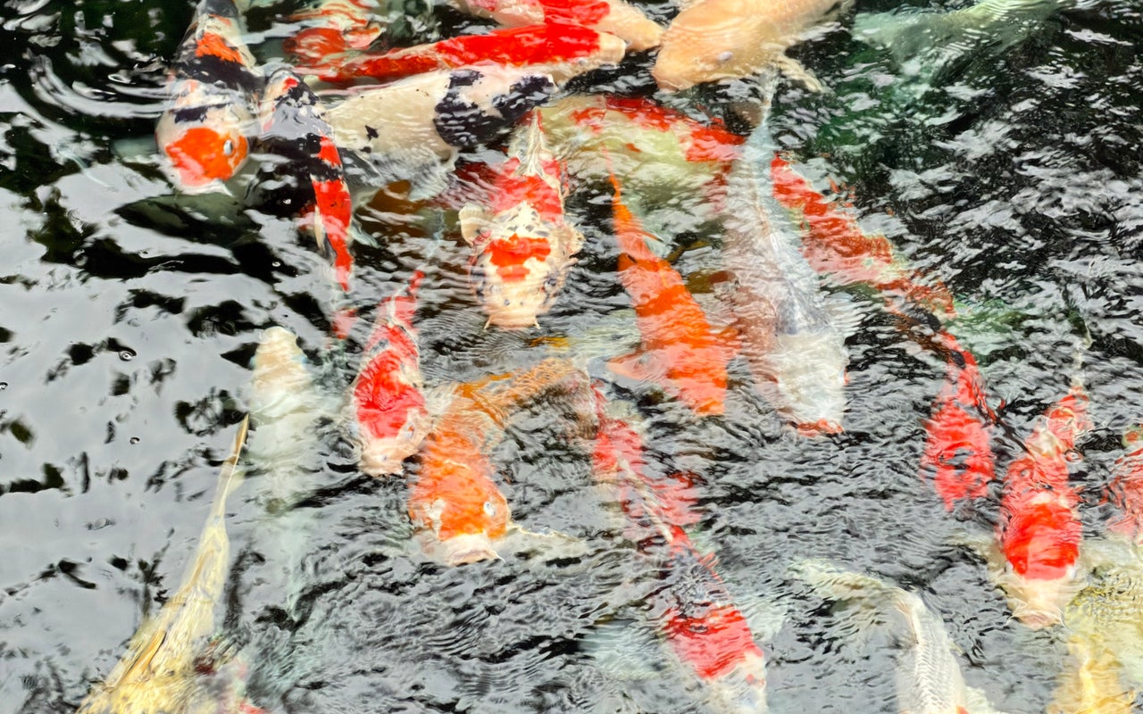 Senso-ji Temple (浅草寺)