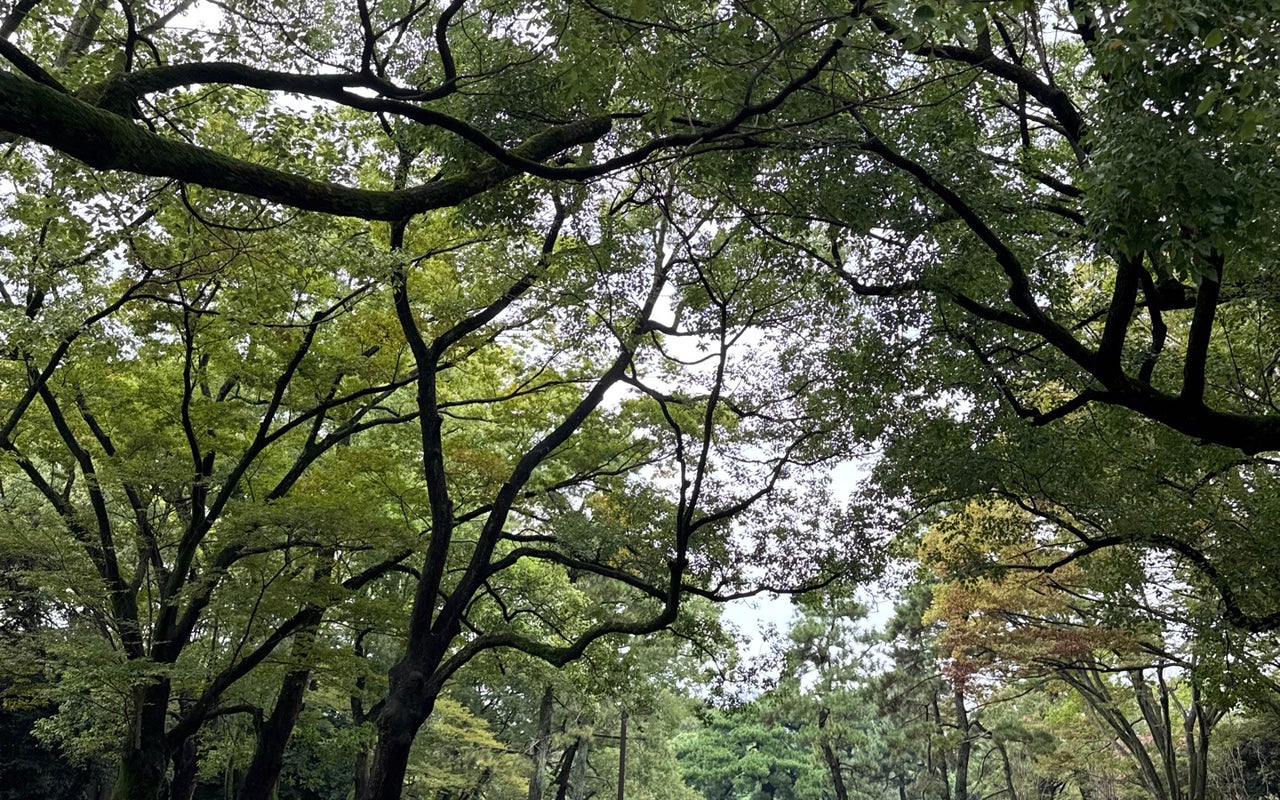Tokyo Icons Walk: Shibuya, Harajuku, Shinjuku, and Beyond