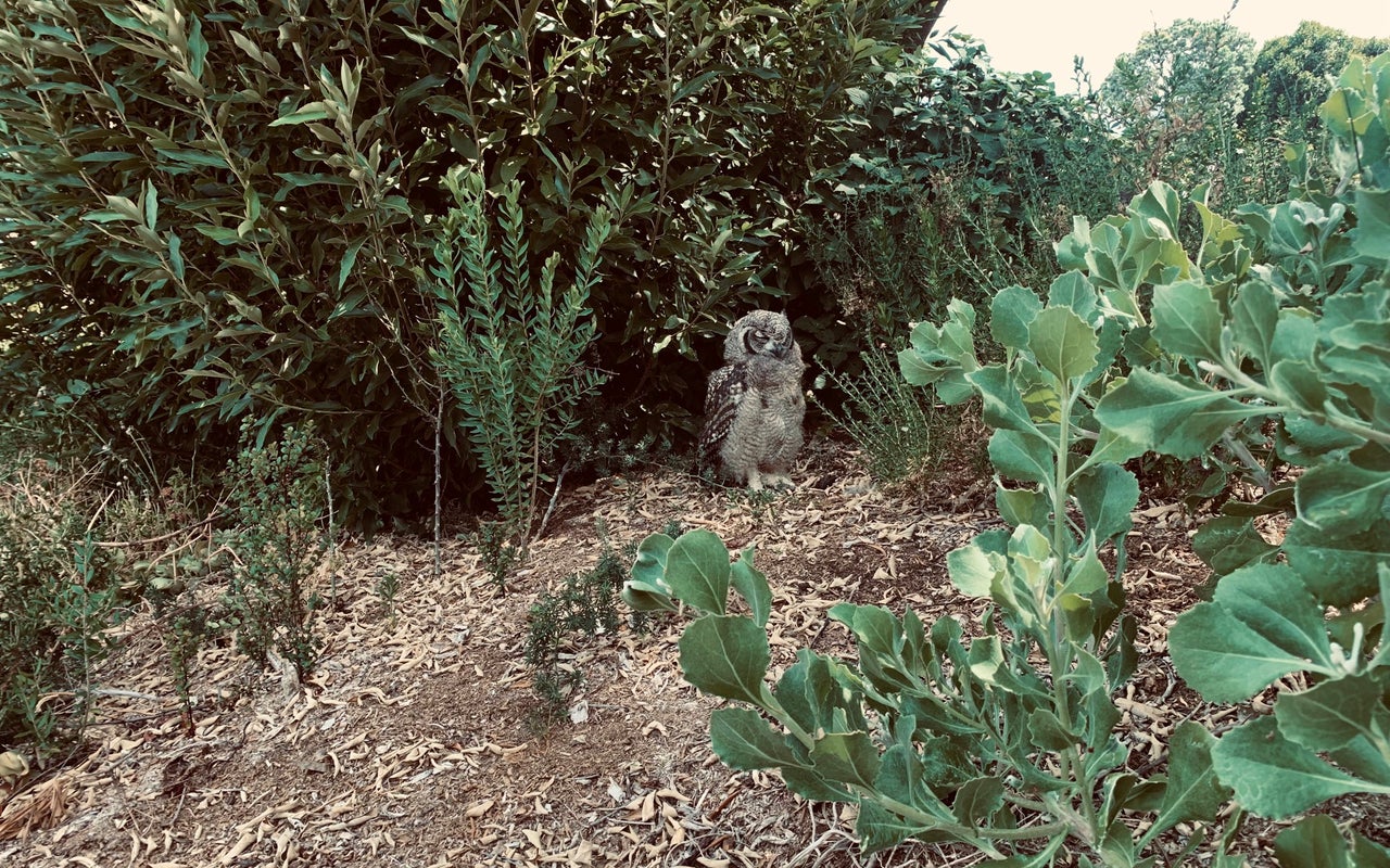 Fynbos Garden