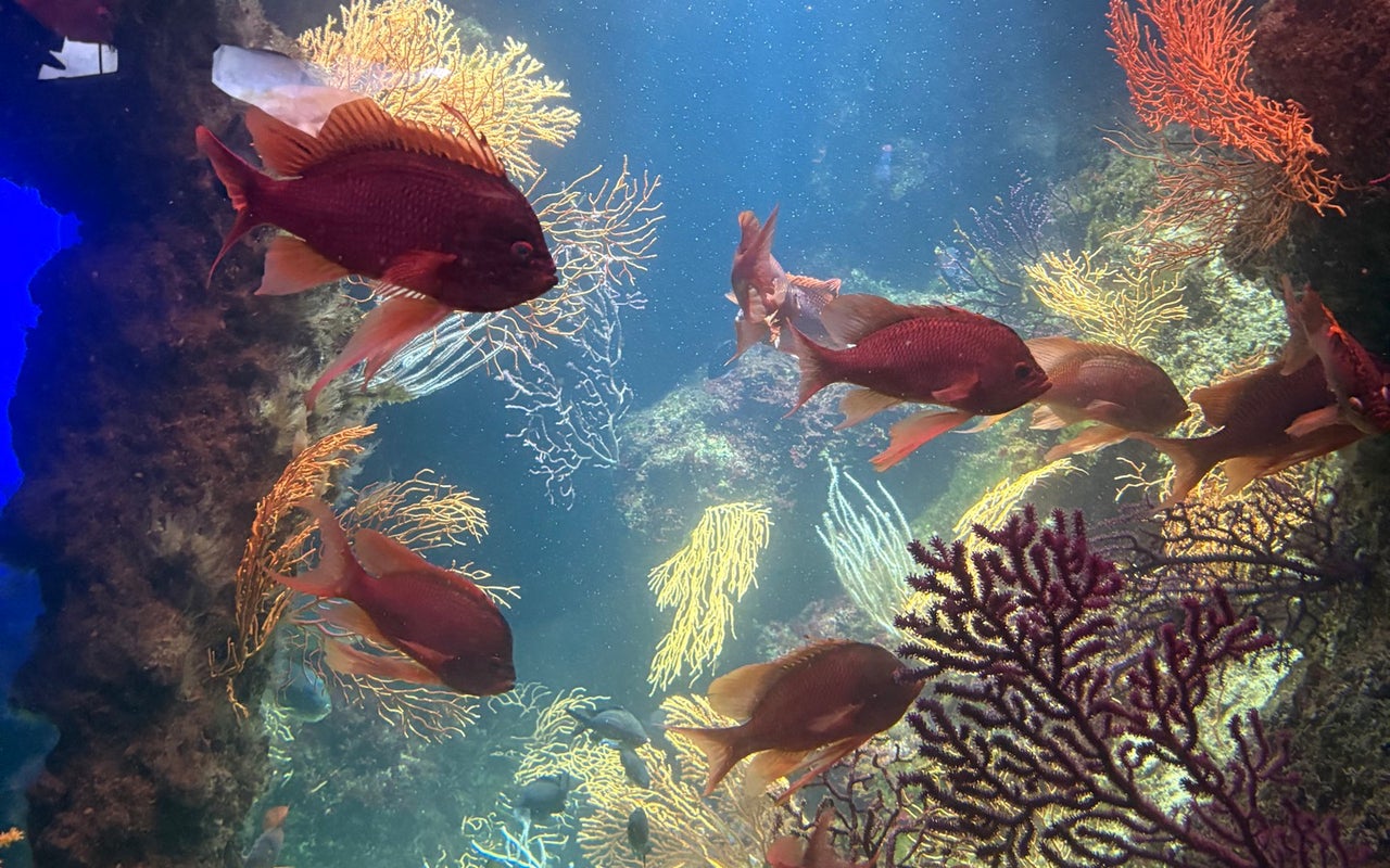Aquarium de La Rochelle