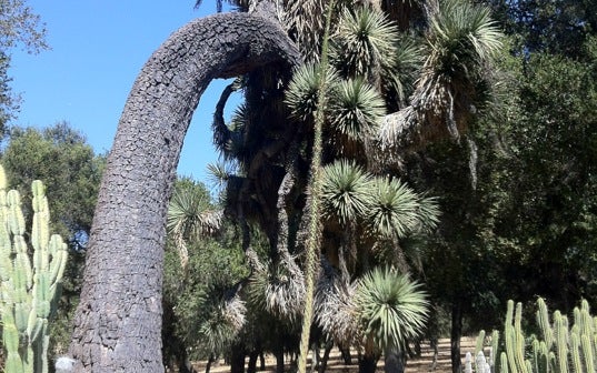 Arizona Cactus Garden